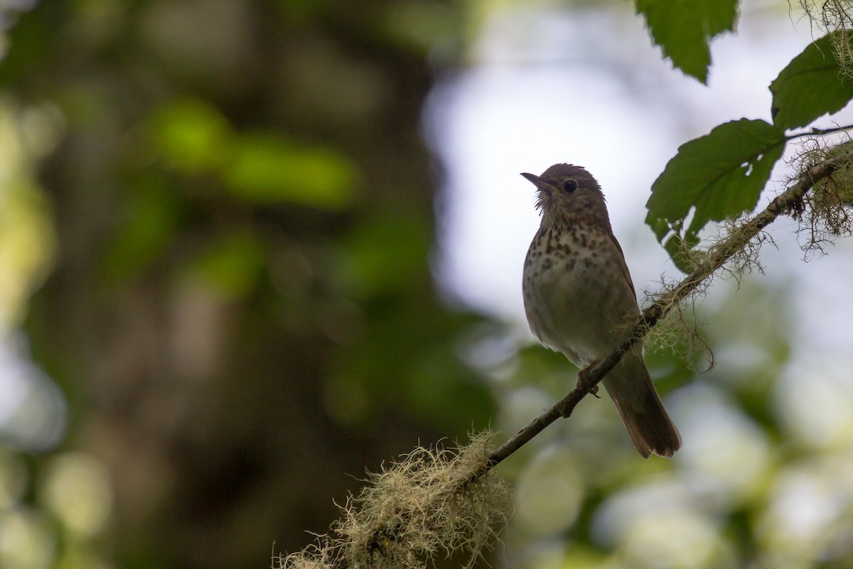 Swainson's Thrush - ML469620771