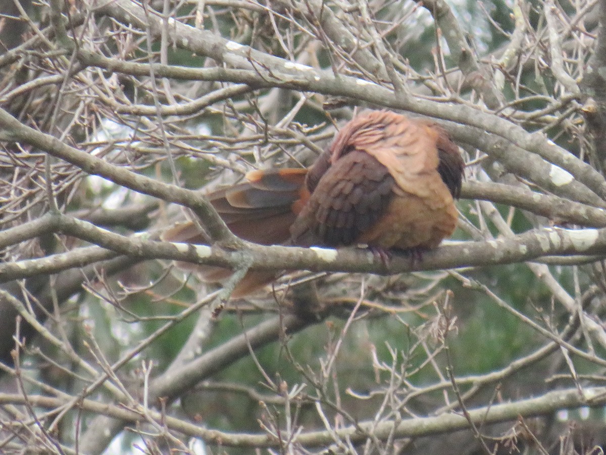 Brown Cuckoo-Dove - ML469620881