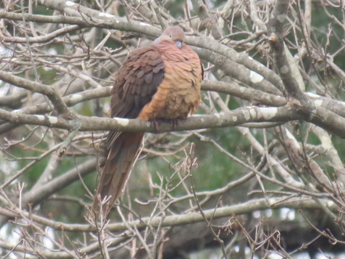 Brown Cuckoo-Dove - ML469620891