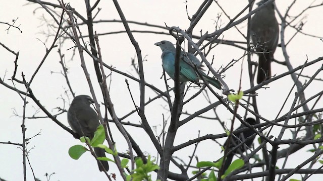 Glaucous Tanager - ML469621