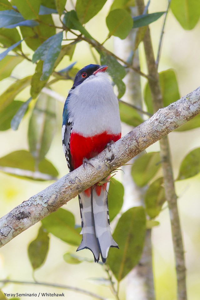 Cuban Trogon - ML46962101