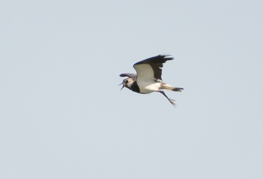 Northern Lapwing - ML469621731