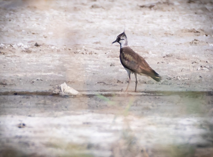 Northern Lapwing - ML469621741