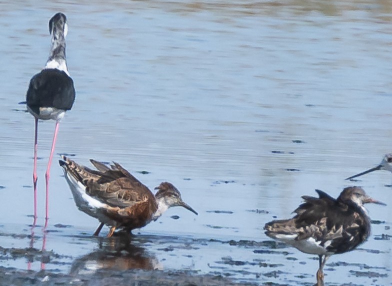Ruff - ML469621901