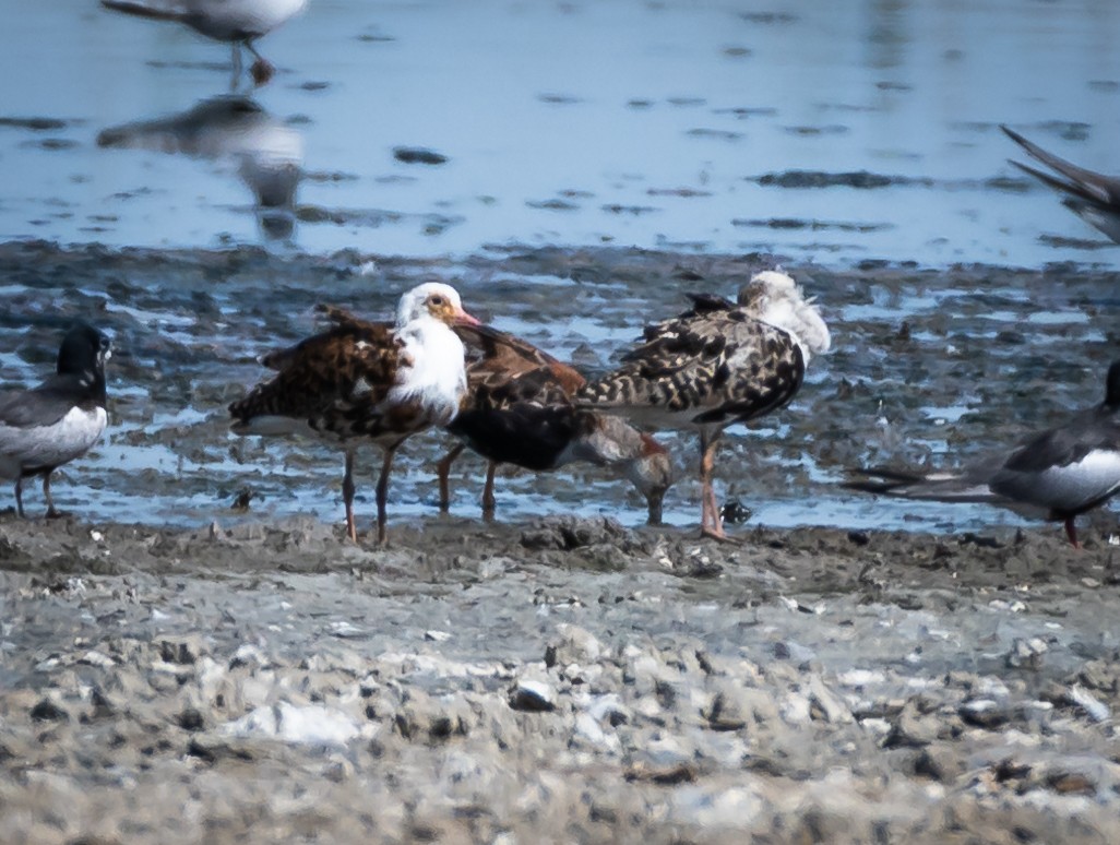 Ruff - ML469621911