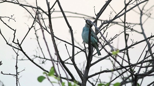 Tangara glauque - ML469622