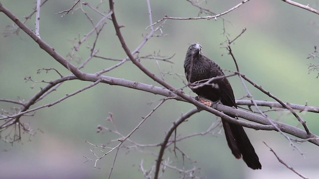 Smooth-billed Ani - ML469623