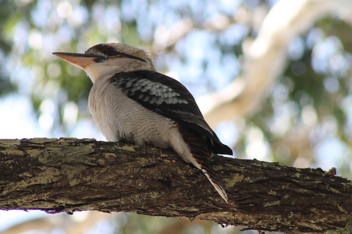 Laughing Kookaburra - ML469623681