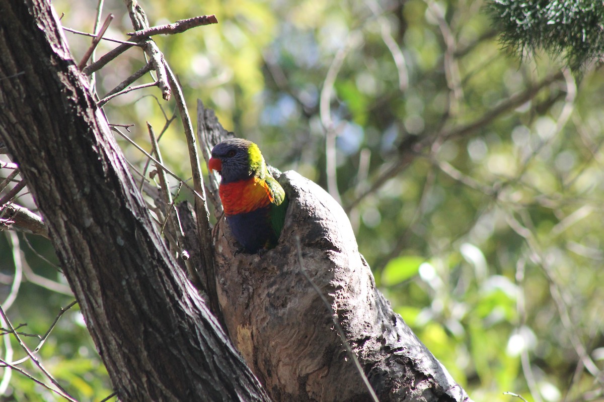 Rainbow Lorikeet - ML469623751