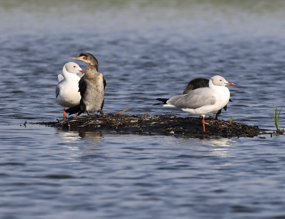 Gray-hooded Gull - ML469623961