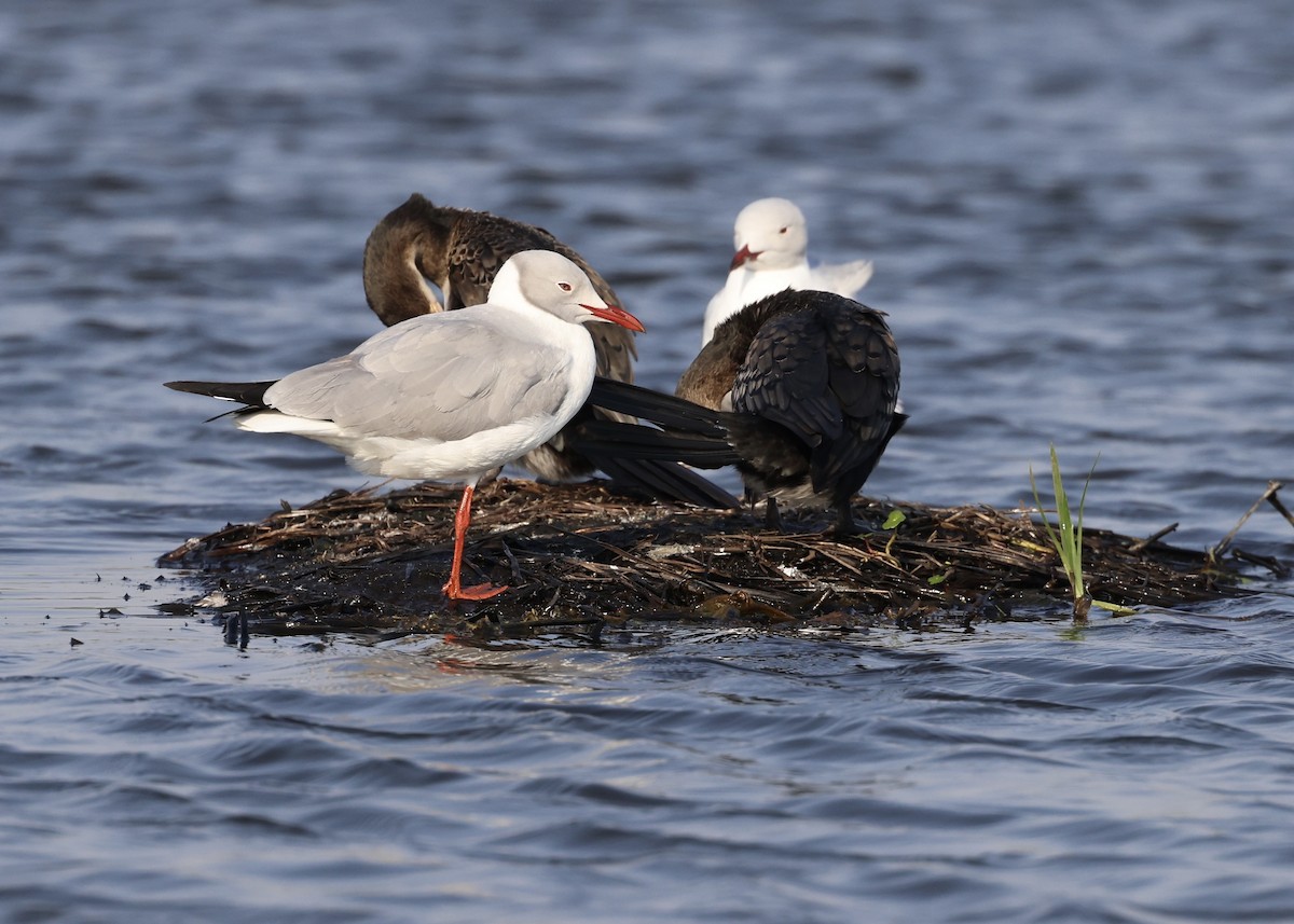 Mouette à tête grise - ML469623981