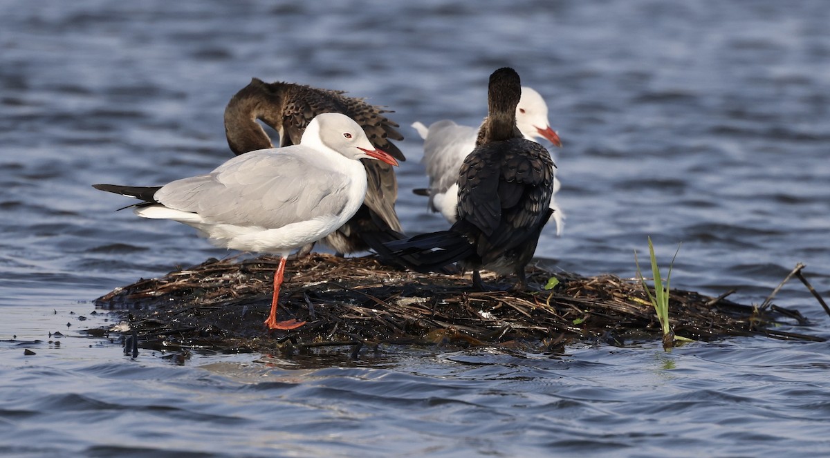 Mouette à tête grise - ML469624001