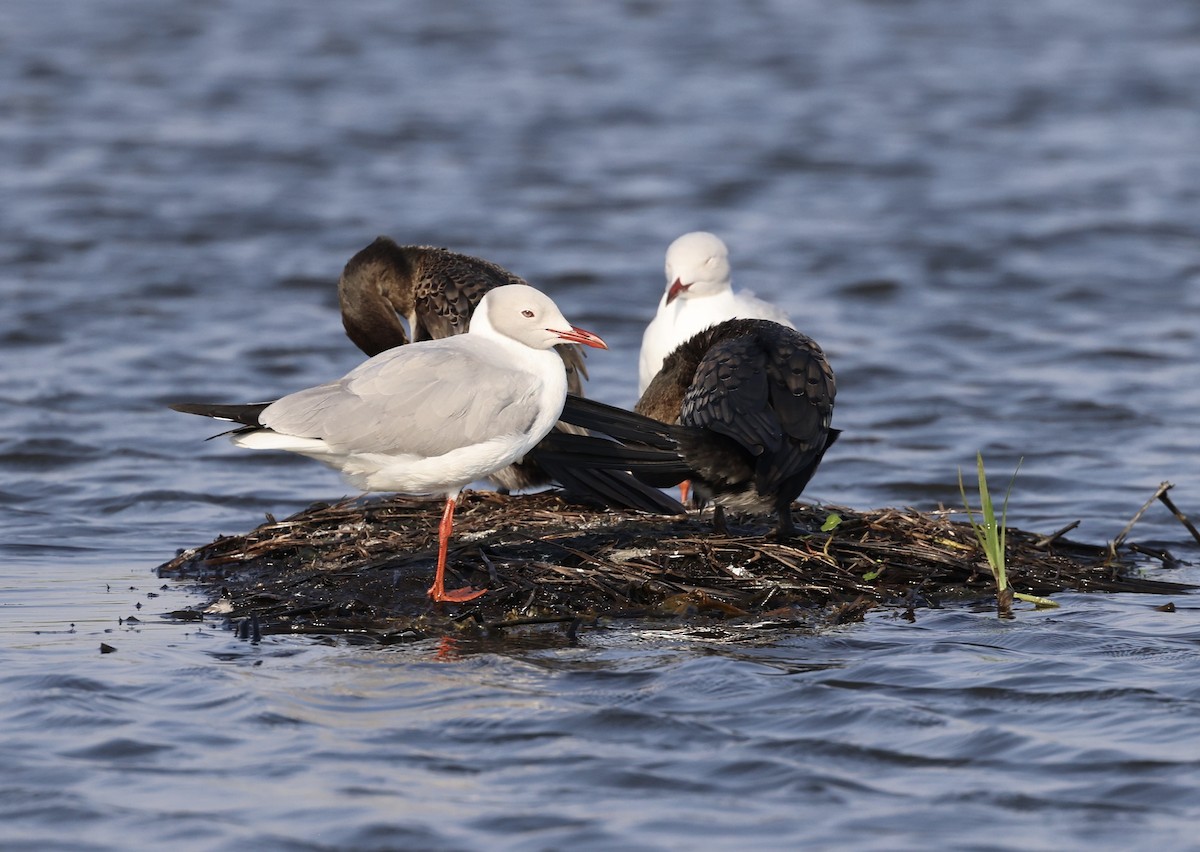 Mouette à tête grise - ML469624011