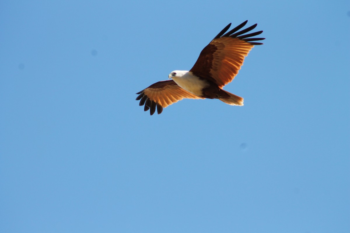 Brahminy Kite - ML469624211