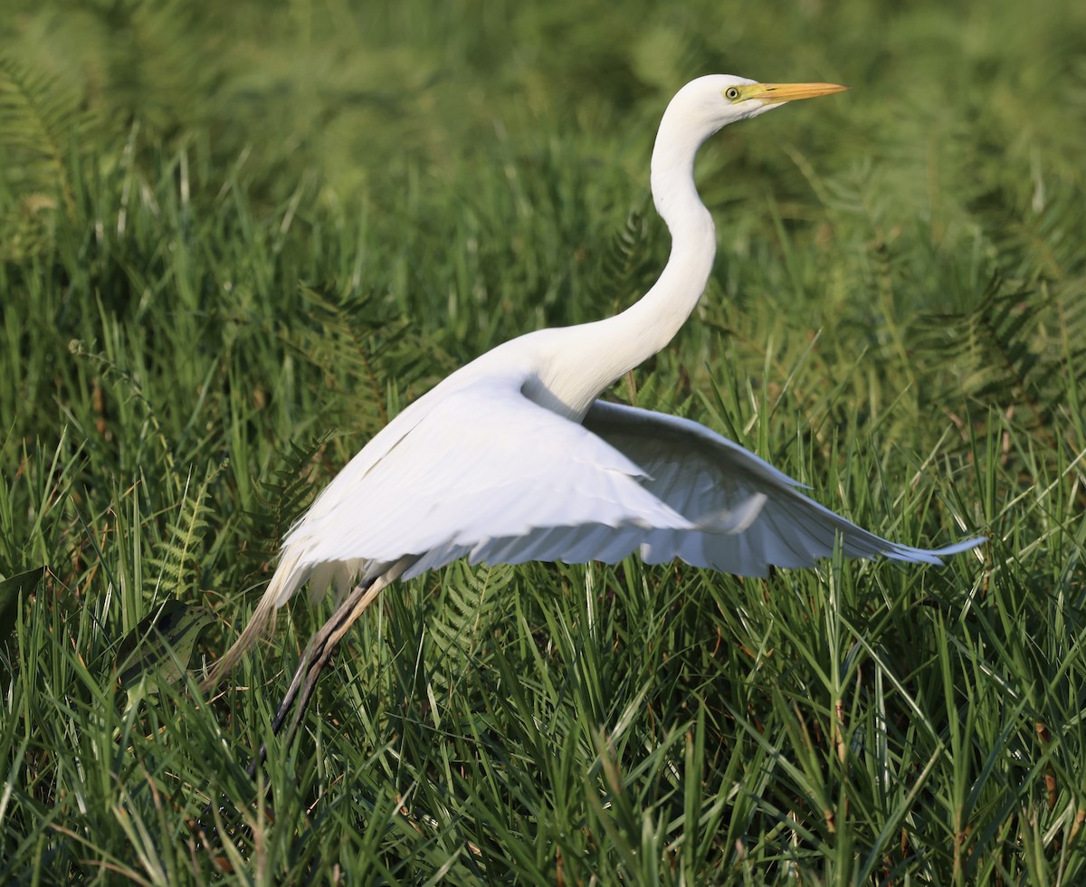 Yellow-billed Egret - Ted Burkett