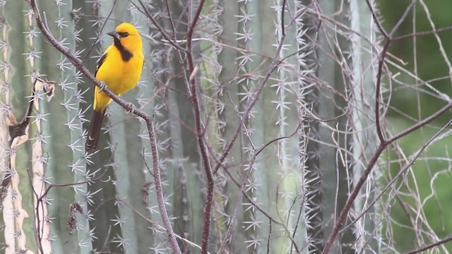 Oriole jaune - ML469626