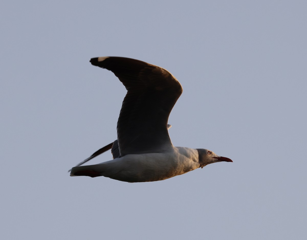 Mouette à tête grise - ML469626161