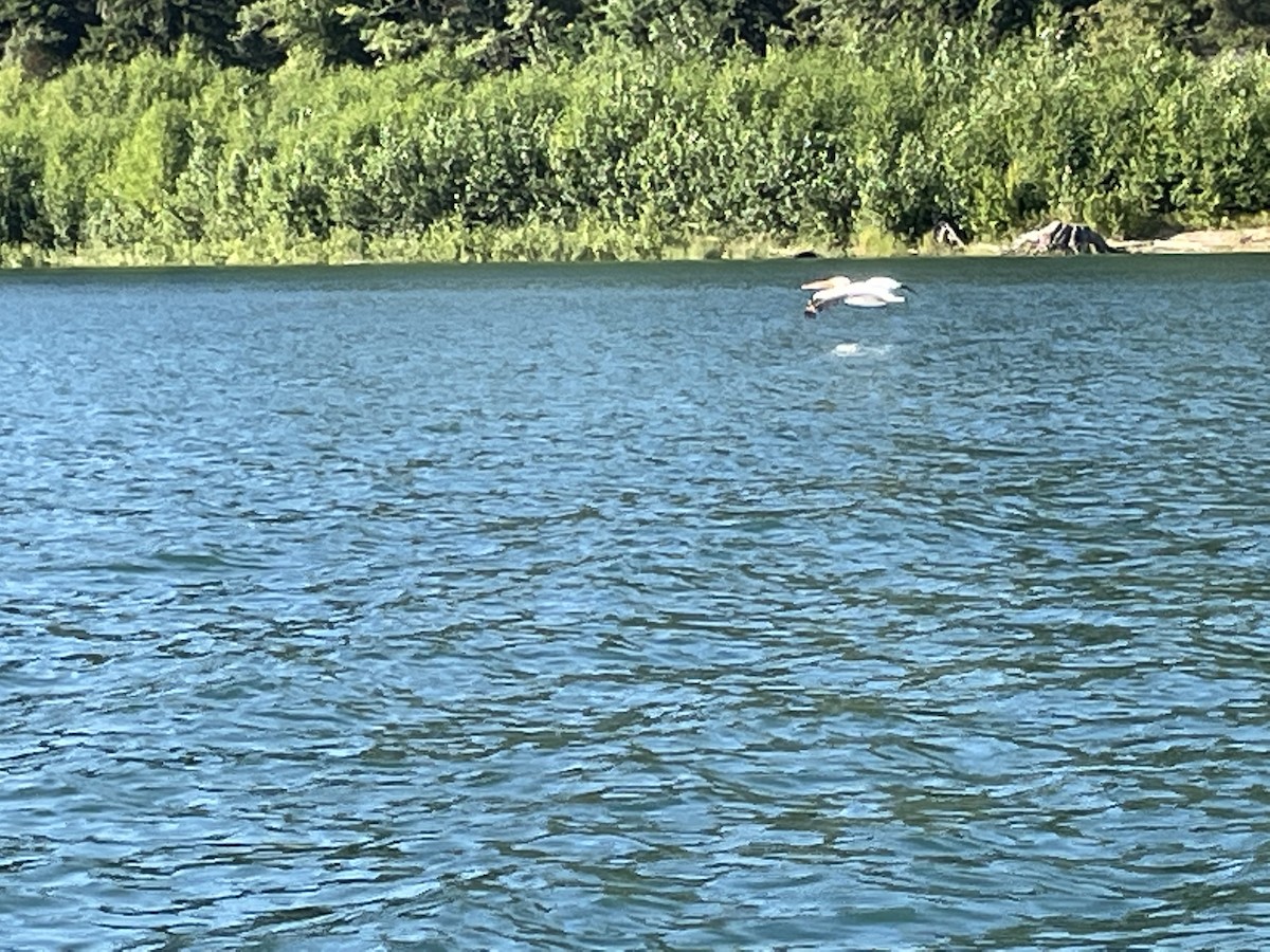 American White Pelican - Scott Schroeder