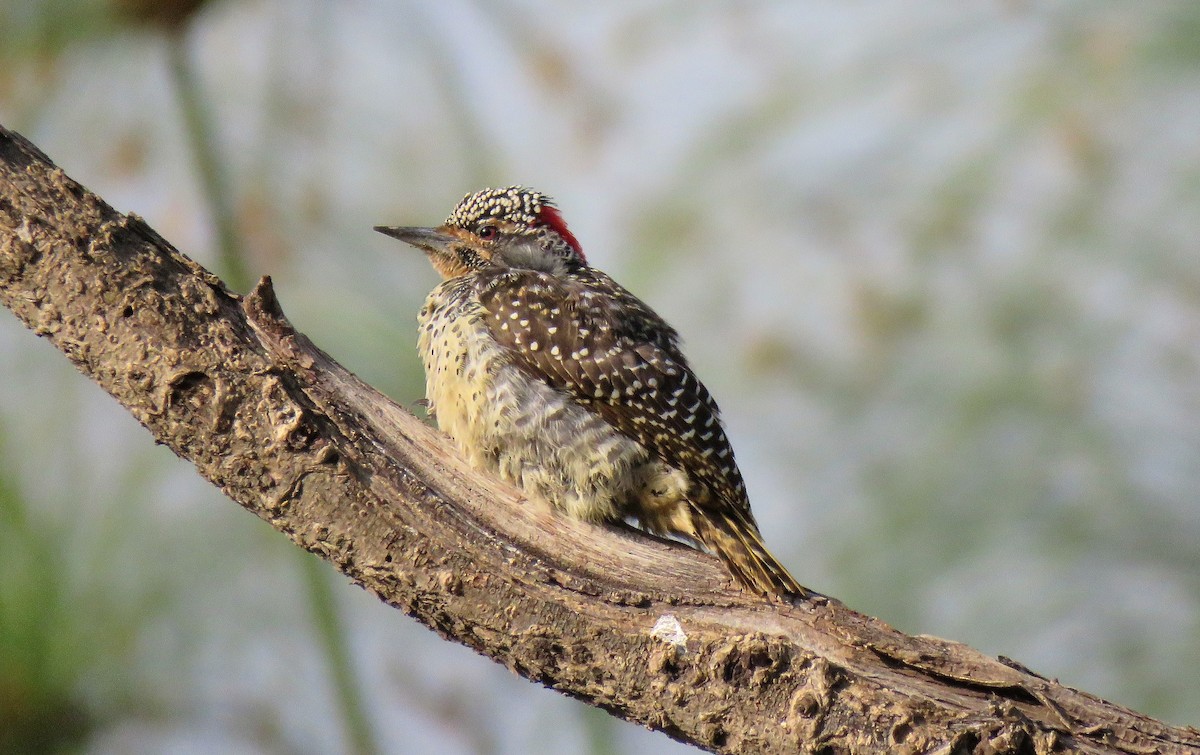 Nubian Woodpecker - ML469627141