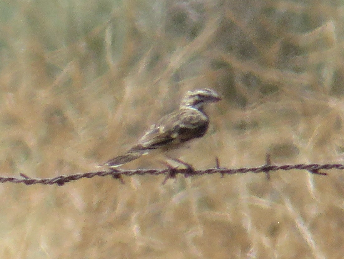 Lark Sparrow - ML469627191