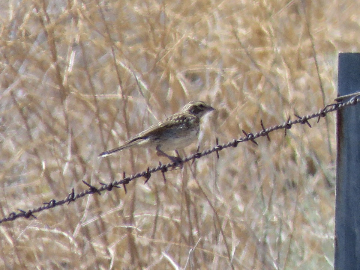 Lark Sparrow - ML469627201