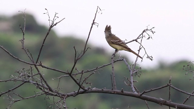 Yellow-bellied Elaenia - ML469628