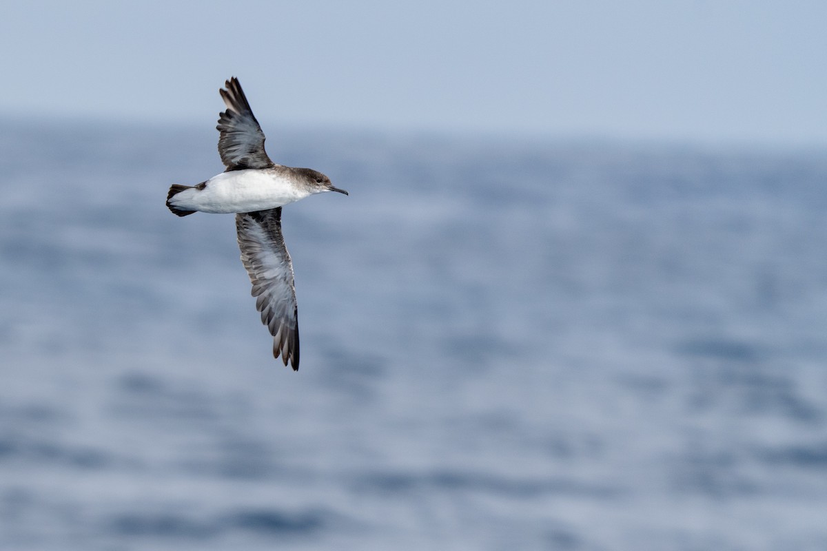 Fluttering Shearwater - ML469628901