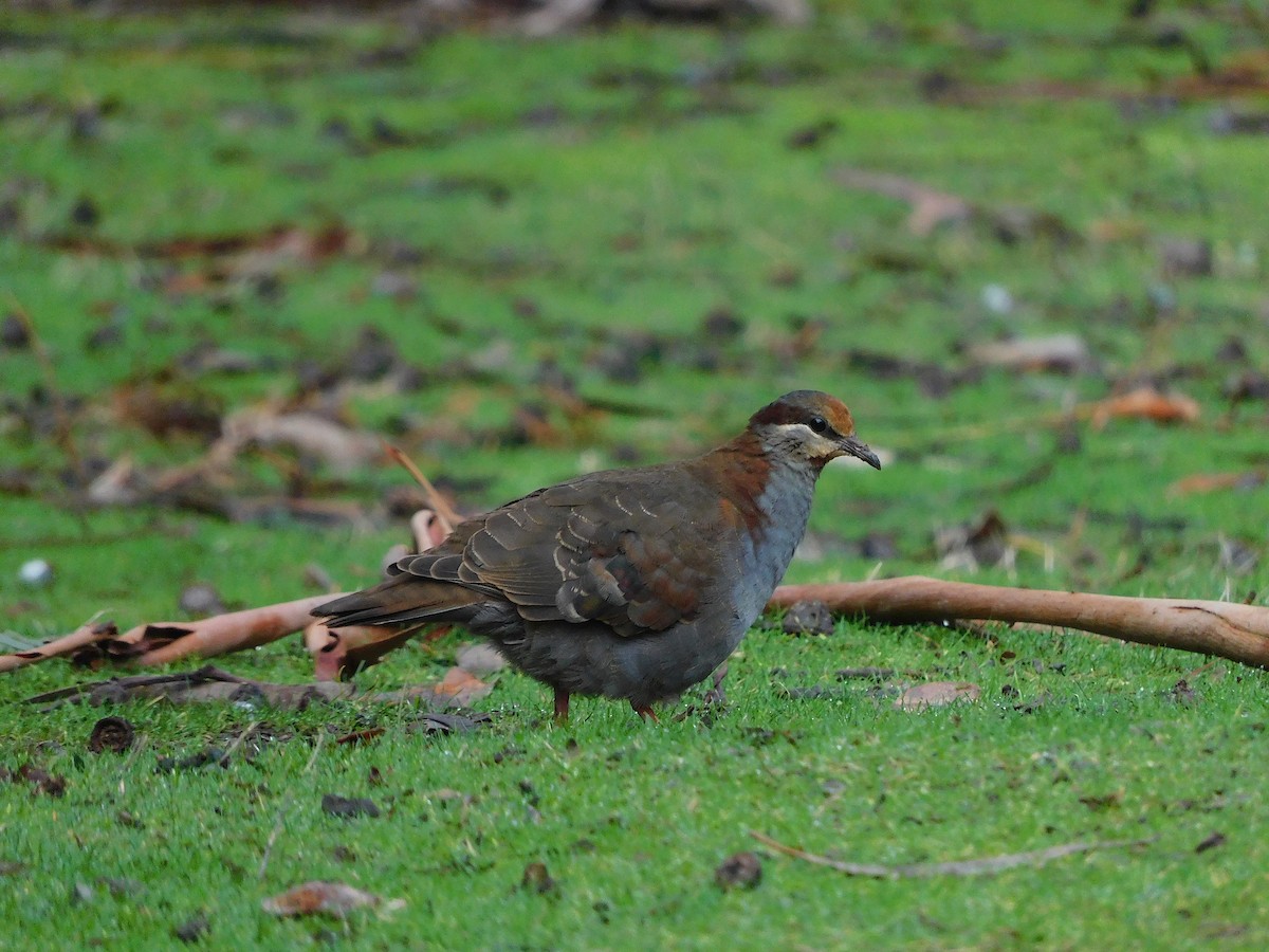 Brush Bronzewing - ML469629631