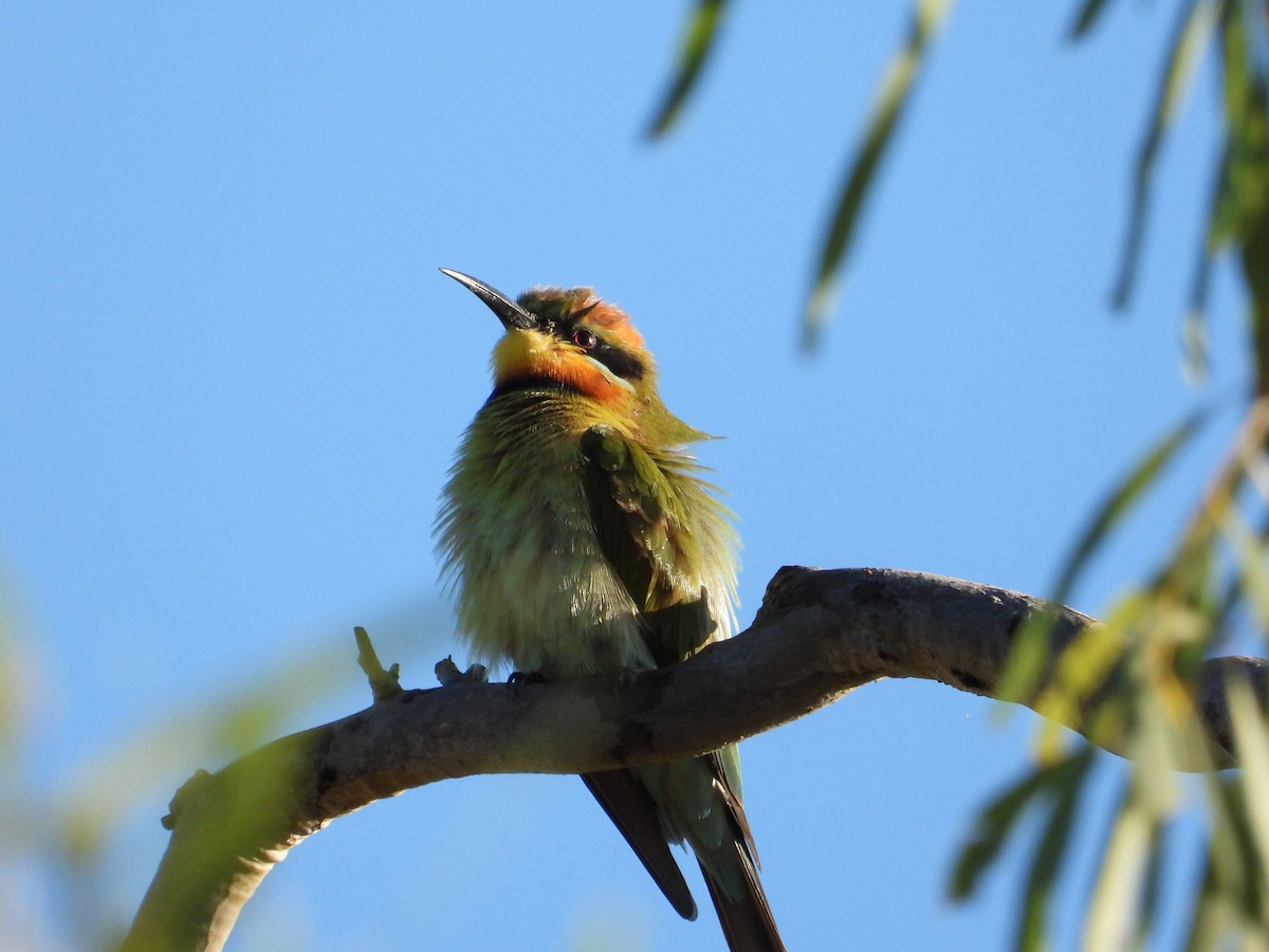 Rainbow Bee-eater - Cherri and Peter Gordon