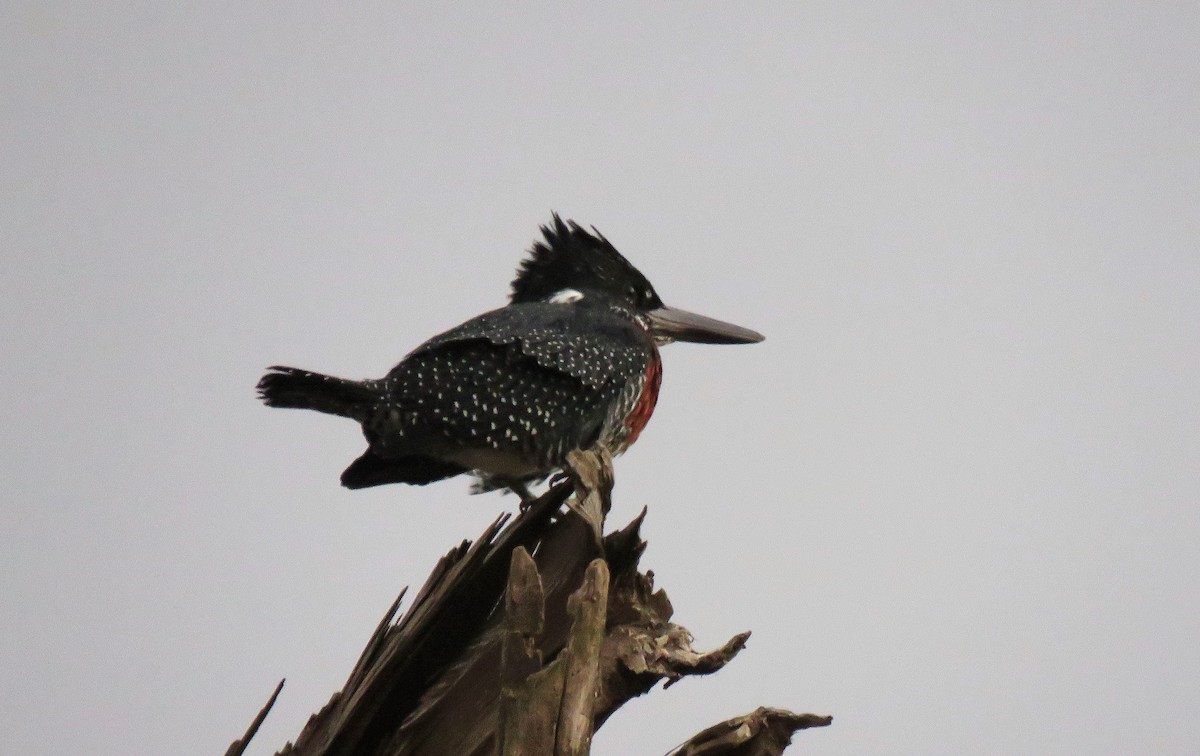 Giant Kingfisher - ML469631271