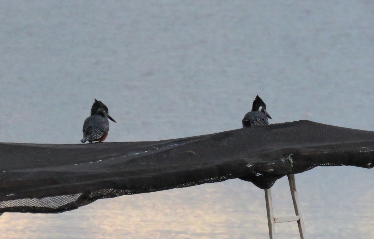 Giant Kingfisher - Heini Kujala