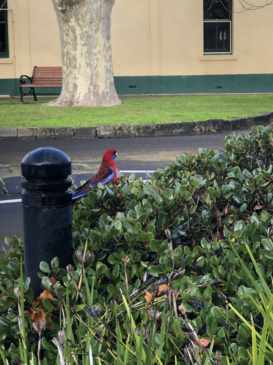 Crimson Rosella - ML469632151