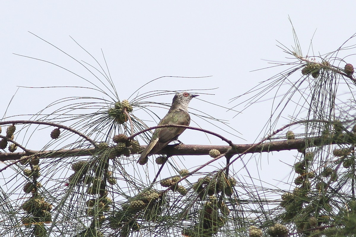 Little Bronze-Cuckoo (Little) - Krit Adirek