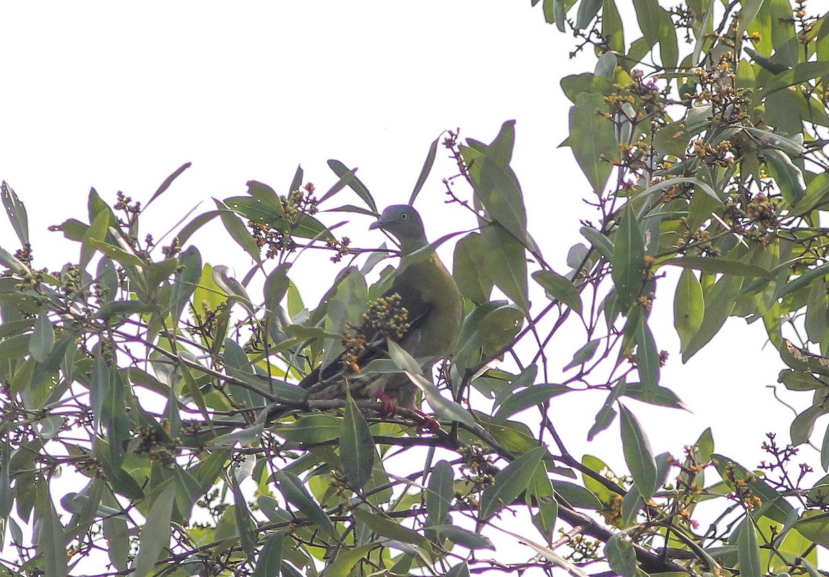 Little Green-Pigeon - ML469632271