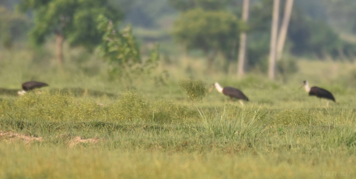 Asian Woolly-necked Stork - ML469632771