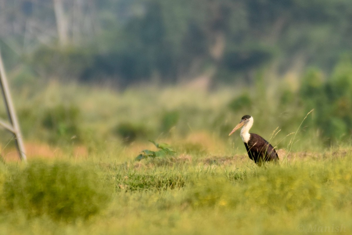 Asian Woolly-necked Stork - ML469632811