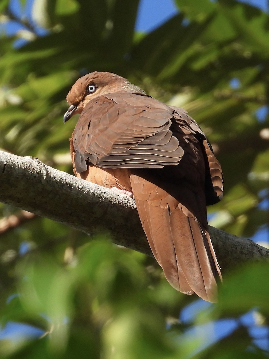Brown Cuckoo-Dove - ML469633771