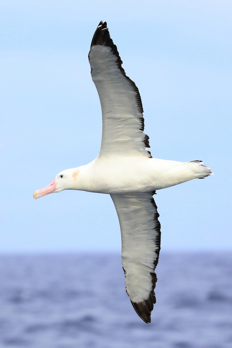 Albatros Viajero/de Tristán de Acuña/de las Antípodas - ML469634131