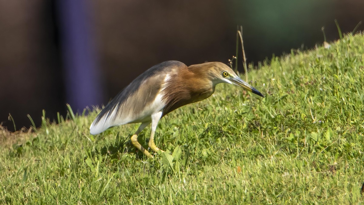 eBird Checklist - 7 Mar 2022 - Marina East Drive - 2 species (+1 other ...