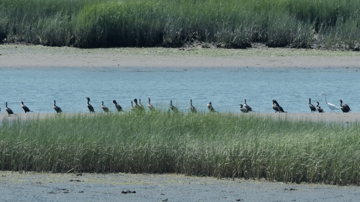 Double-crested Cormorant - ML469635121