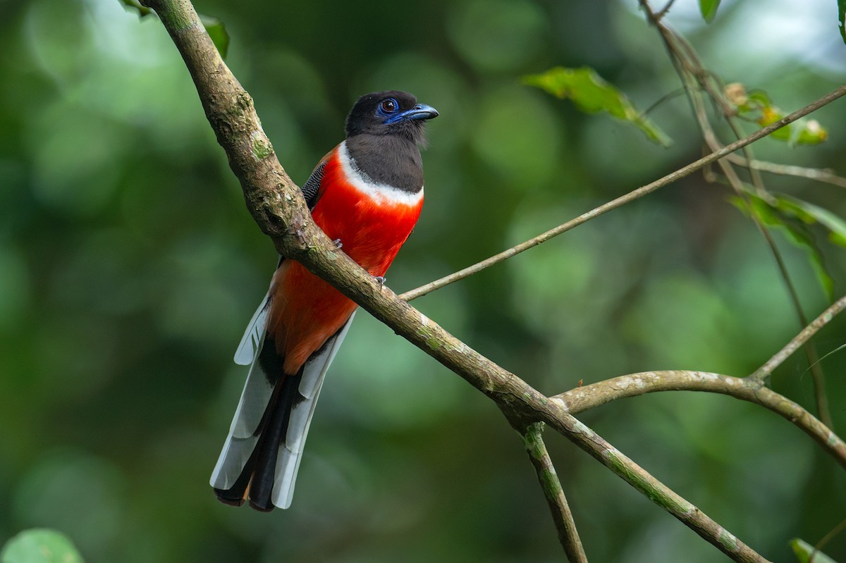 Malabar Trogon - ML469635511