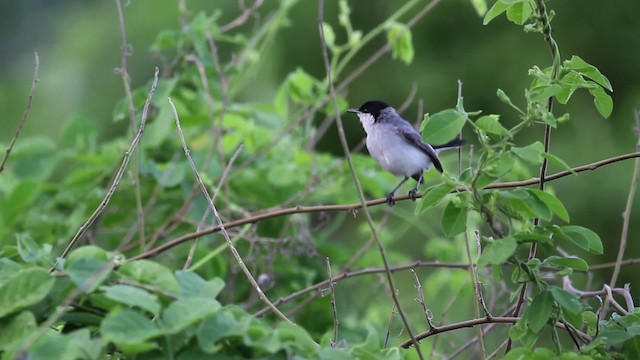 Tropical Gnatcatcher (plumbiceps/anteocularis) - ML469636