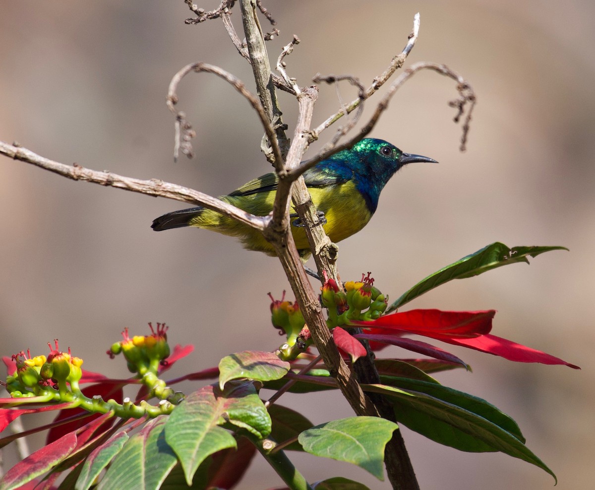 Collared Sunbird - ML469636011