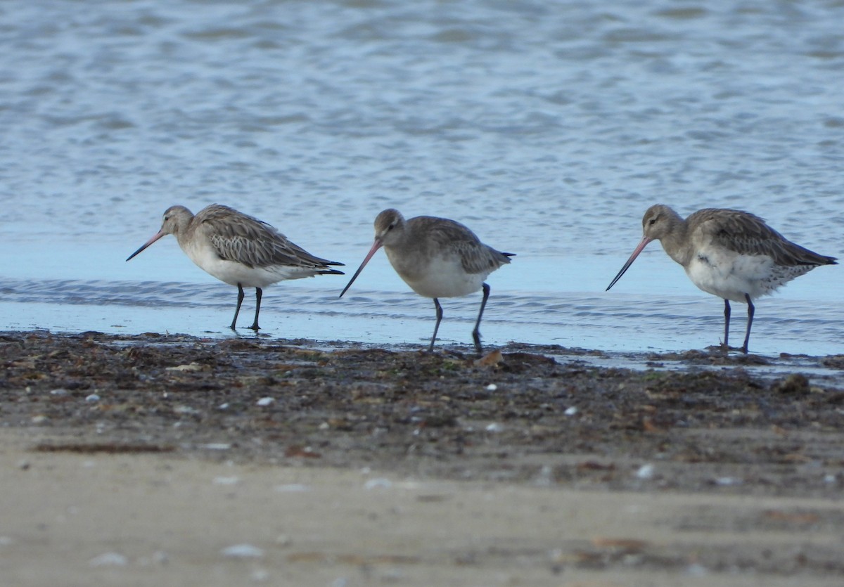 Bar-tailed Godwit - ML469637201