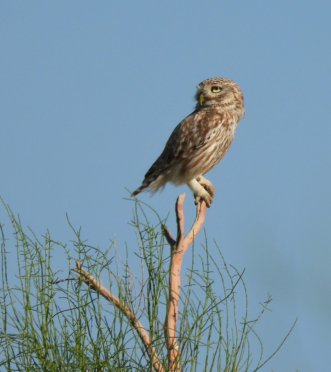 Little Owl (Hutton's) - ML469637921