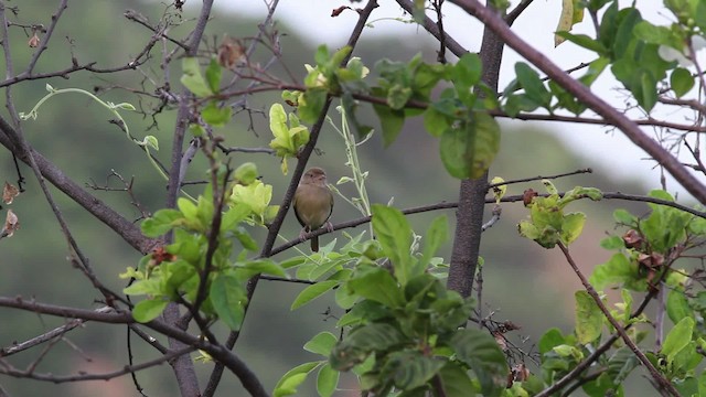 ヤブヒメモズモドキ（flavipes グループ） - ML469639