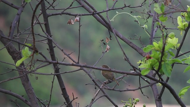 Віреончик чагарниковий [група flavipes] - ML469640