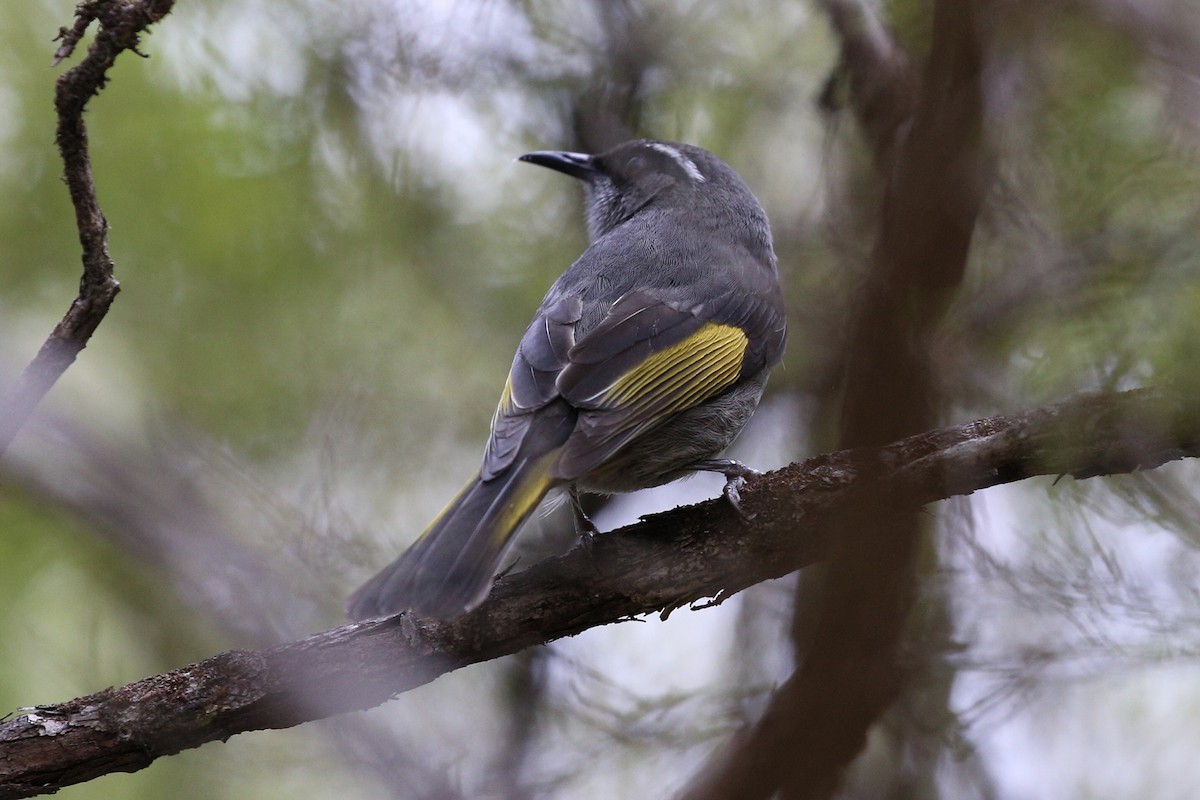 Crescent Honeyeater - ML469641531