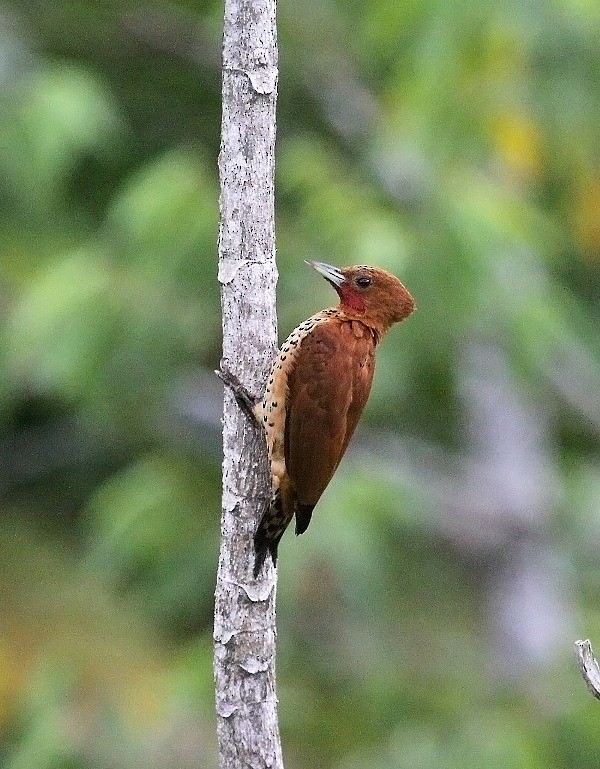 Cinnamon Woodpecker - ML469642001