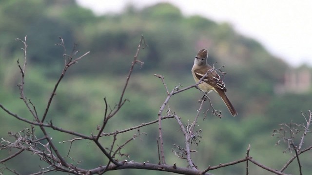 Yellow-bellied Elaenia - ML469643